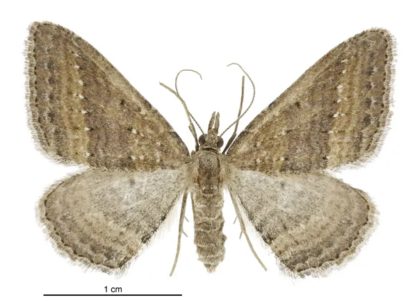 Epyaxa venipunctata
