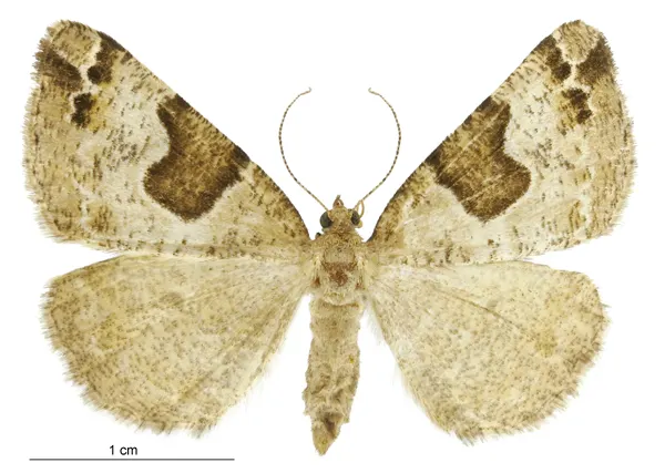 Pseudocoremia flava