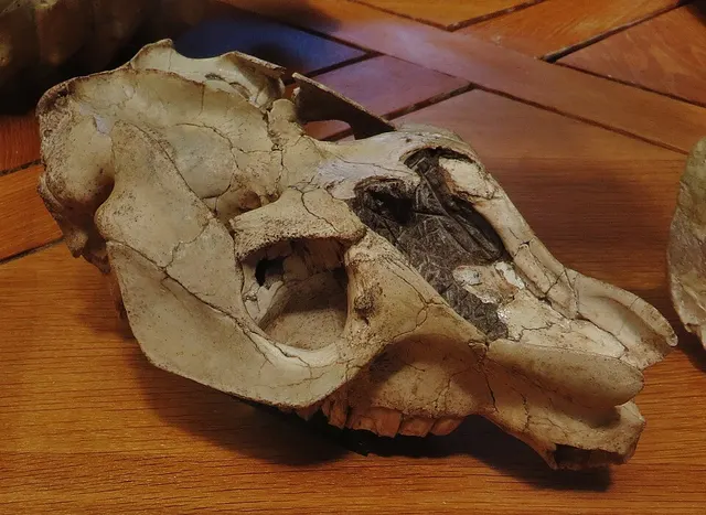 Plesiotypotherium