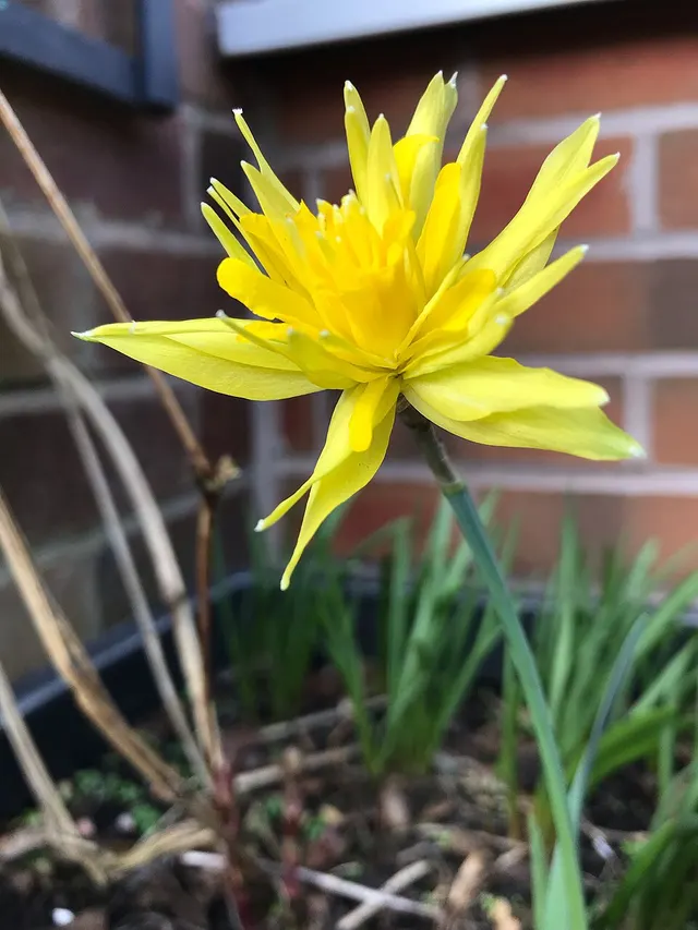 Narcissus 'Rip van Winkle'