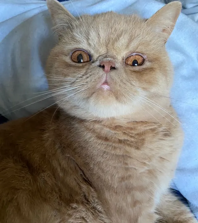 Exotic shorthair