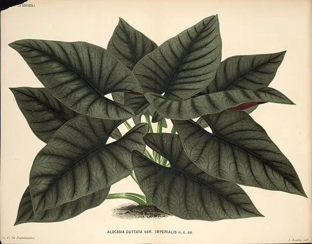 Alocasia nebula