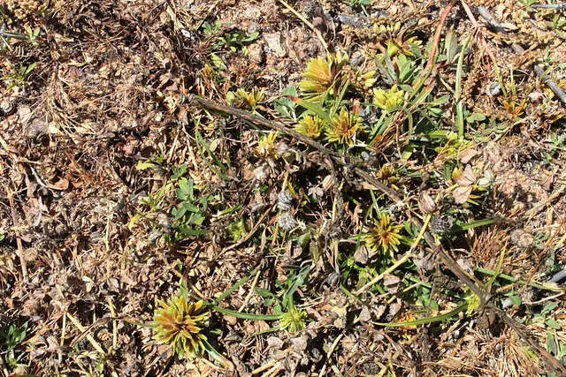 Cyperus volckmannii