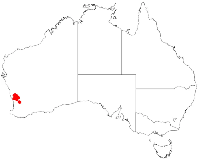 Leucopogon cinereus