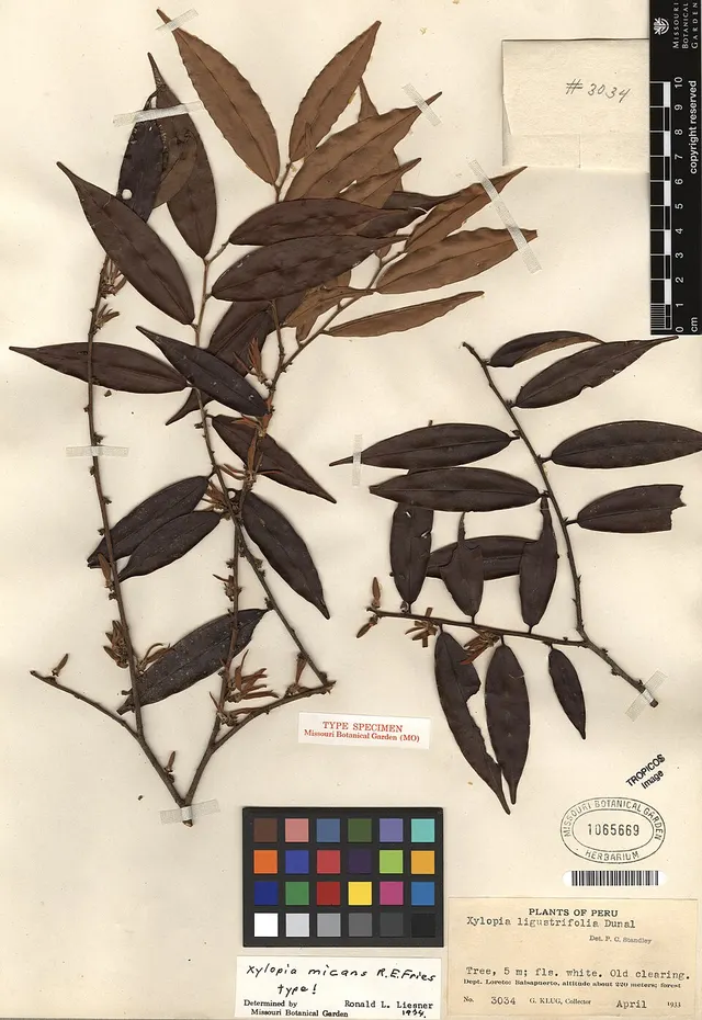 Xylopia micans
