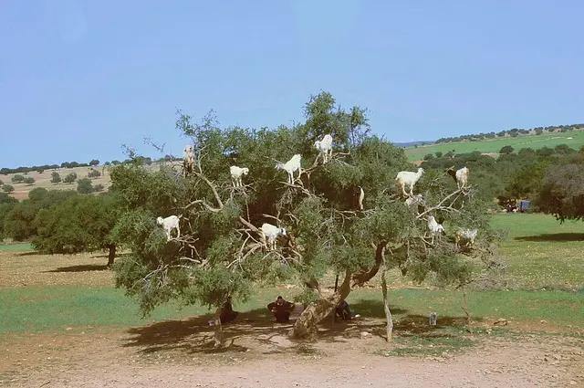 International Day of Argania