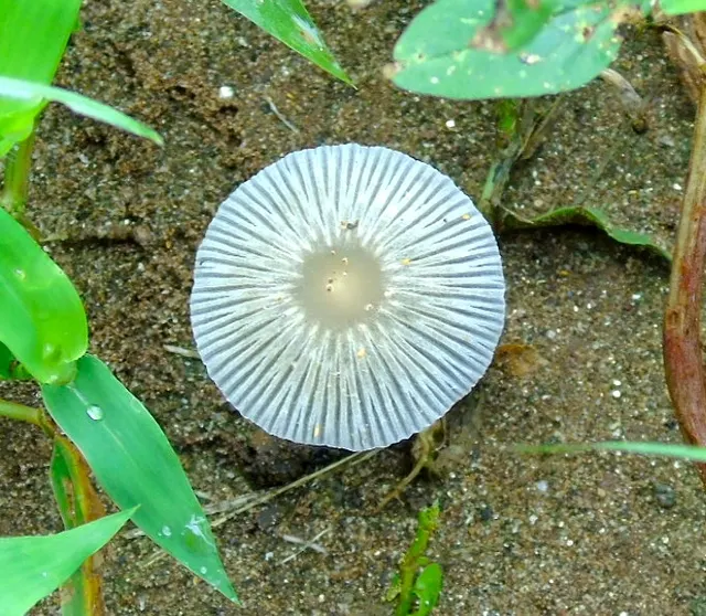 Punjabia
