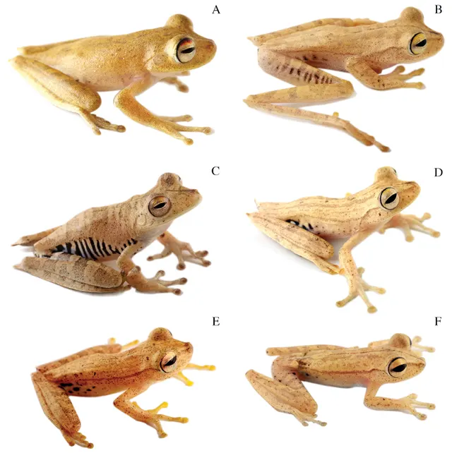 Boana maculateralis