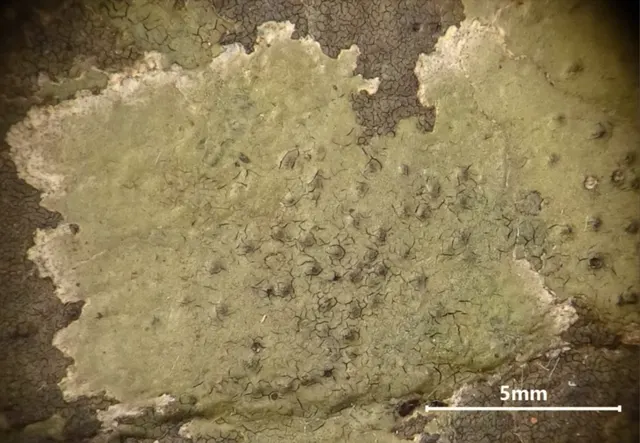 Hydropunctaria orae