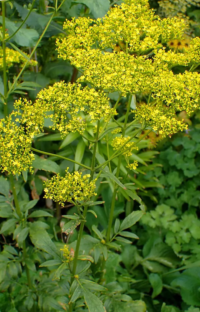 Patrinia scabiosifolia