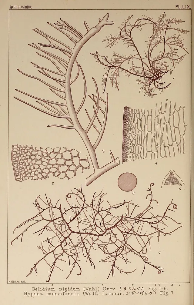 Gelidiellaceae