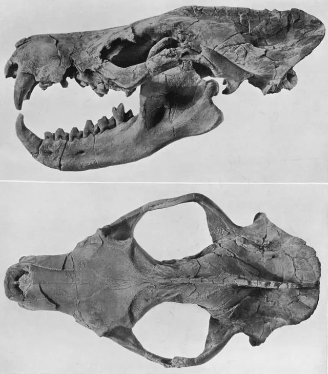 Limnocyoninae