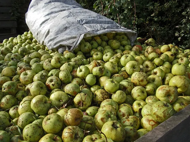 Cider apple