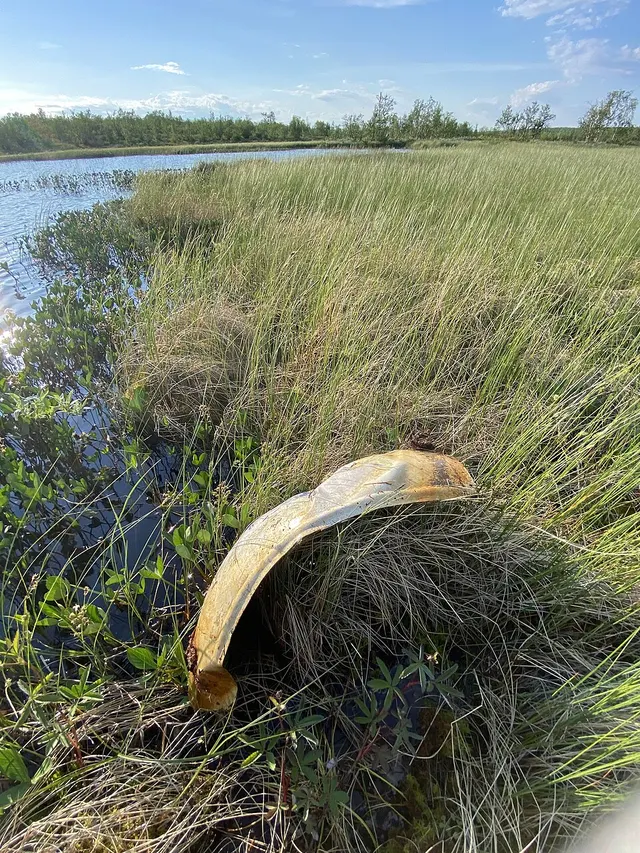 Flyvarjávri