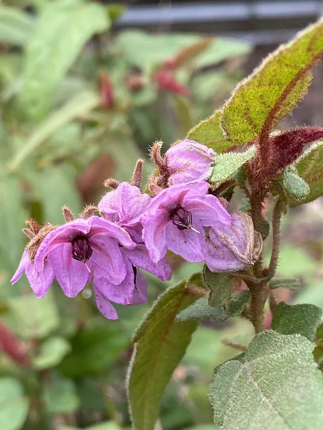Thomasia paniculata