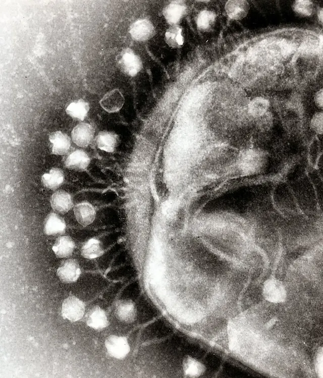 Phageome