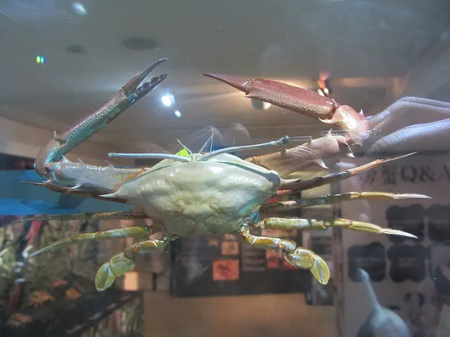 Podophthalmus vigil