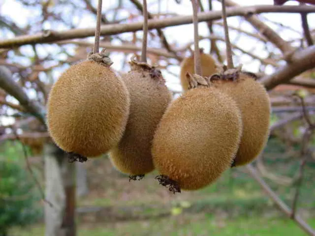 Actinidia chinensis var. deliciosa