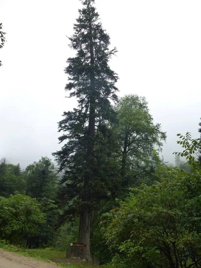 Sapin de Nordmann