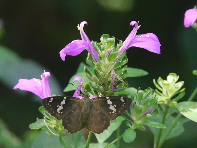Dicliptera brachiata