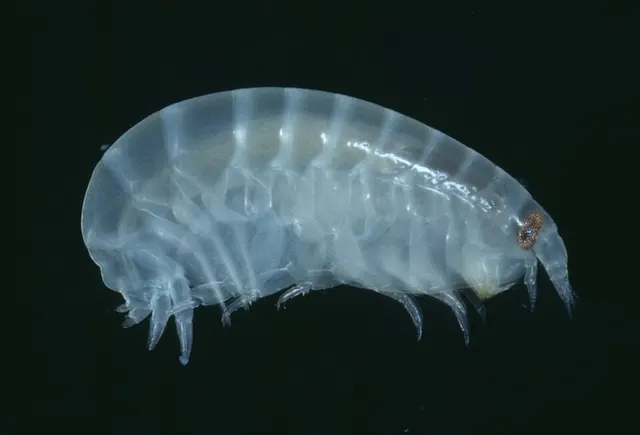 Parawaldeckia