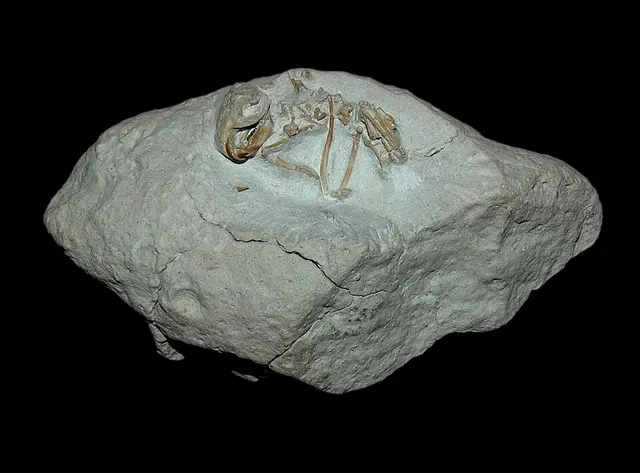 Heliscomyidae