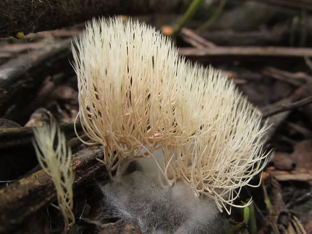 Pterula subulata
