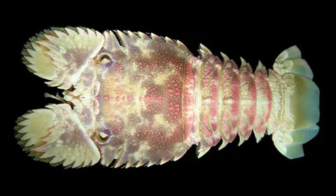 Parribacus perlatus