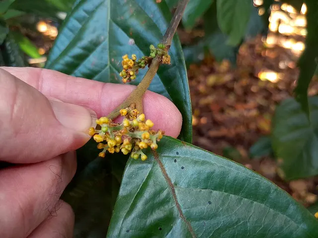 Endiandra sankeyana