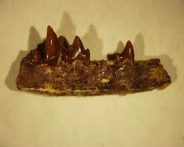 Viverravinae