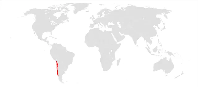 Malesherbia corallina
