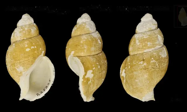 Latisipho severinus