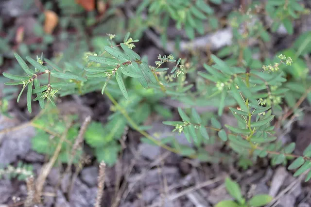 Euphorbia hyssopifolia