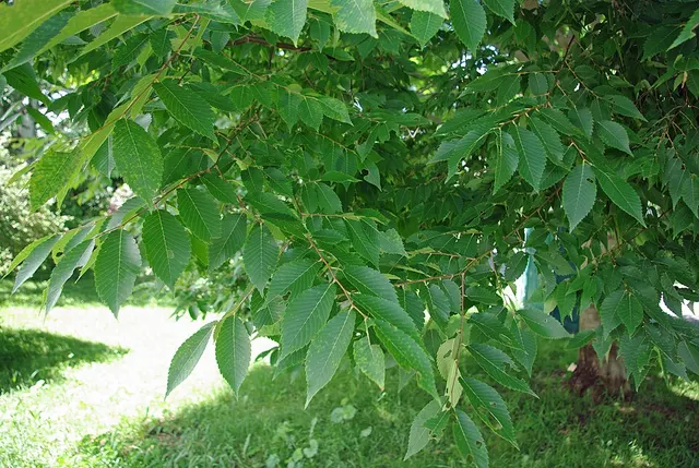 Zelkova schneideriana