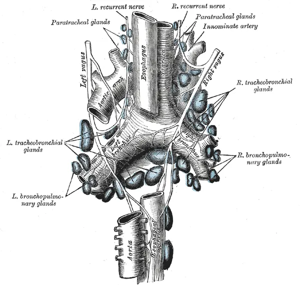 Posterior vagal trunk