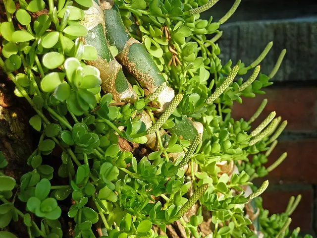 Peperomia hoffmannii