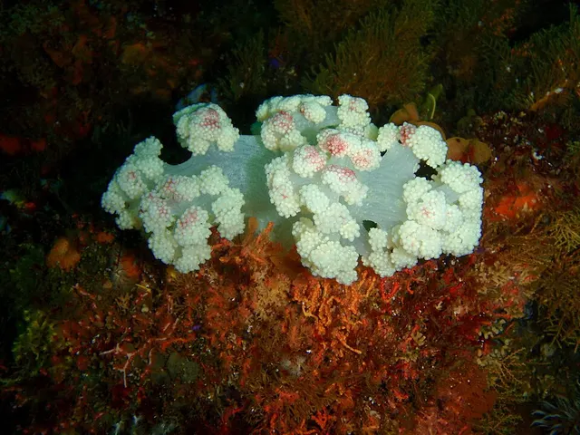Pseudonephthea