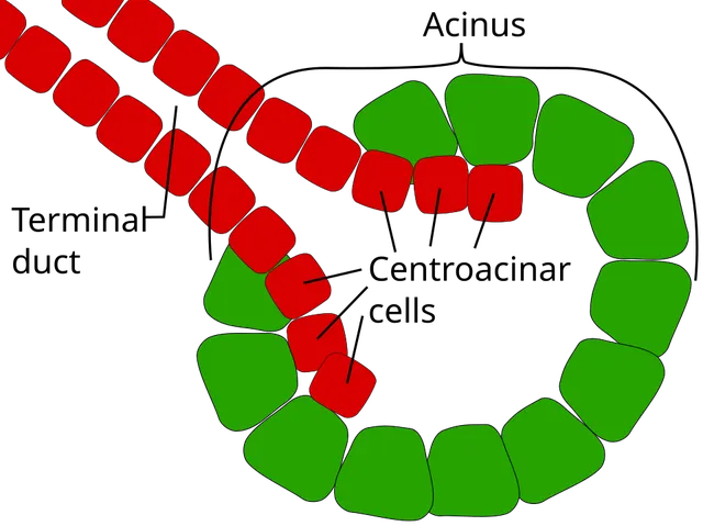 Exocrine gland