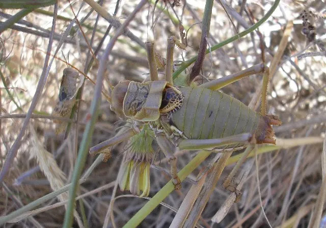 Platystolus
