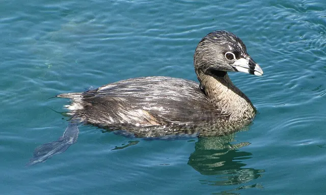 Podilymbini