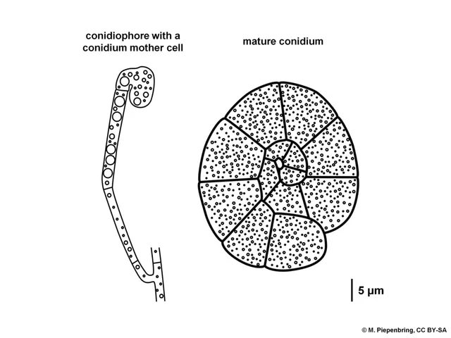 Hobsonia