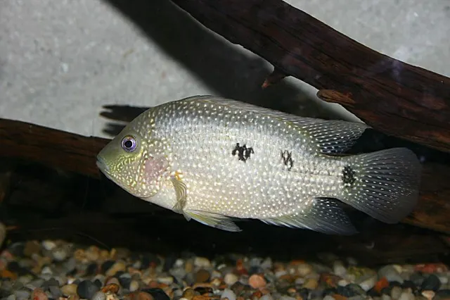 Herichthys