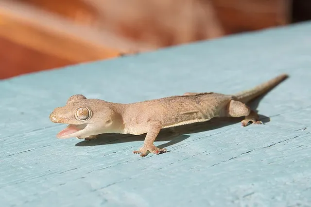 Common house gecko