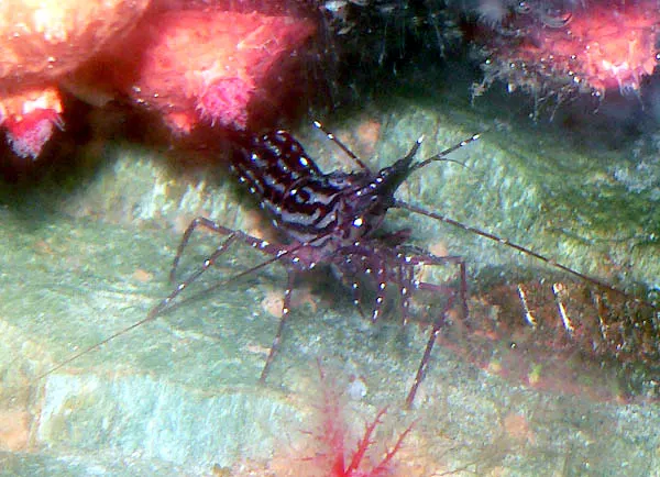 Pandalus lucidirimicola