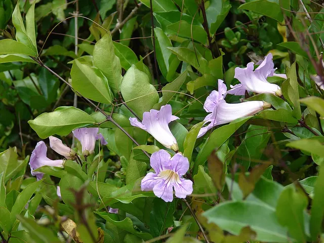 Bignonia callistegioides