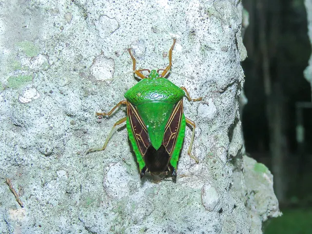Pygoda polita