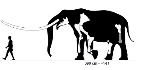 "Mammut" borsoni