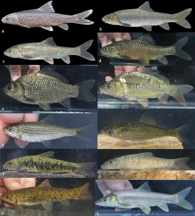 Cyprinidae