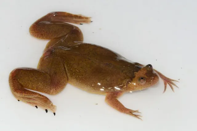 Xenopus parafraseri