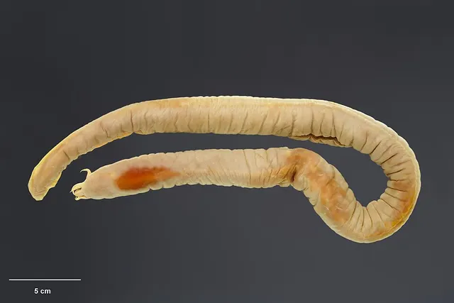 Rubicundus eos